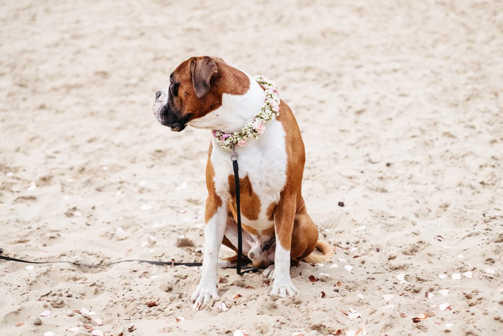 boxer_wearing_a_floral_collar_on_a_beach