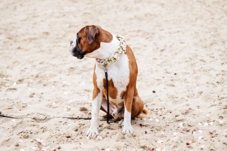 Boxer wearing a floral collar on a beach - free stock photo