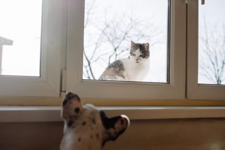 Cat and dog stare off - free stock photo