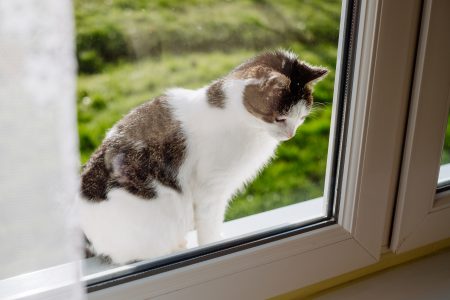 Cat looking through the window from the outside - free stock photo