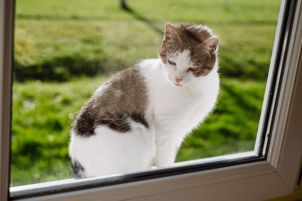 Cat looking through the window from the outside 2 - free stock photo