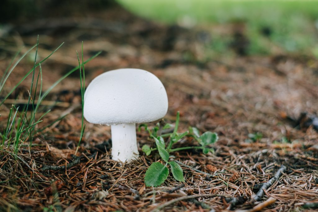 Champignon mushroom - free stock photo