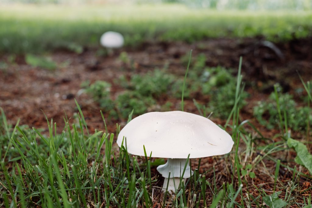 Champignon mushroom 2 - free stock photo