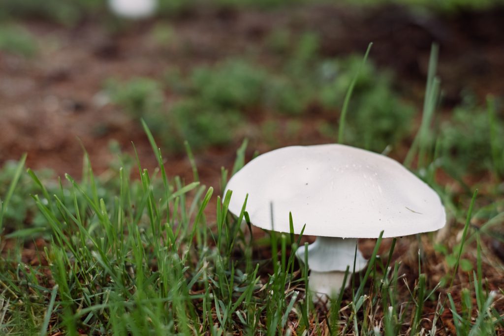 Don't Fall For This Psilocybe Cubensis Scam