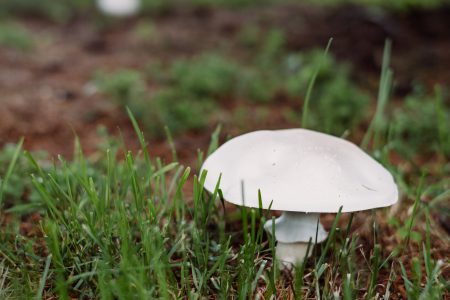 Champignon mushroom 3 - free stock photo