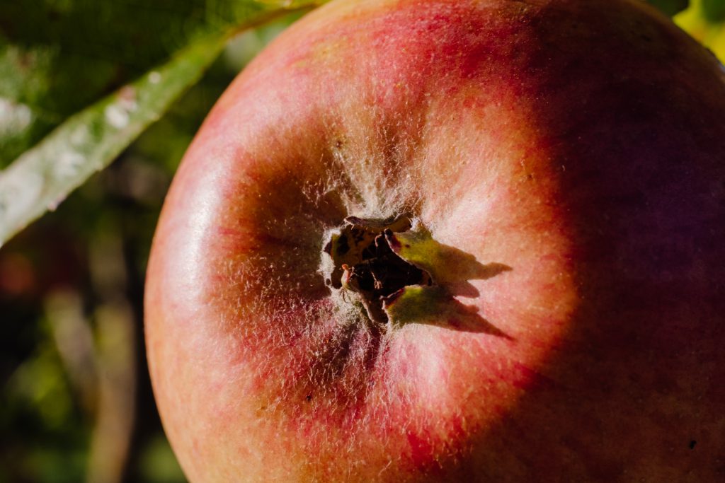 Closeup of an apple - free stock photo