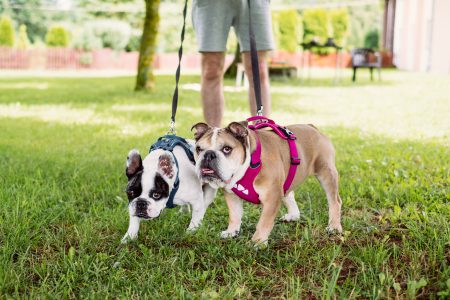 English and French Bulldogs on a leash - free stock photo