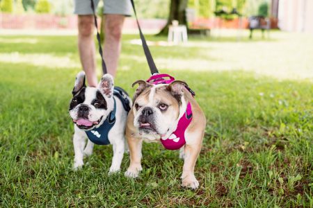 English and French Bulldogs on a leash 2 - free stock photo