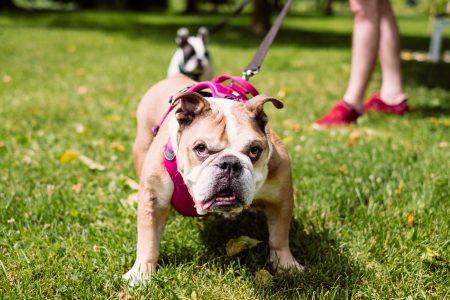English Bulldog on a leash staring into the camera - free stock photo