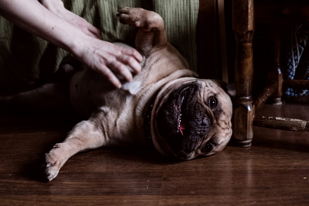 French Bulldog getting tummy scratches - free stock photo