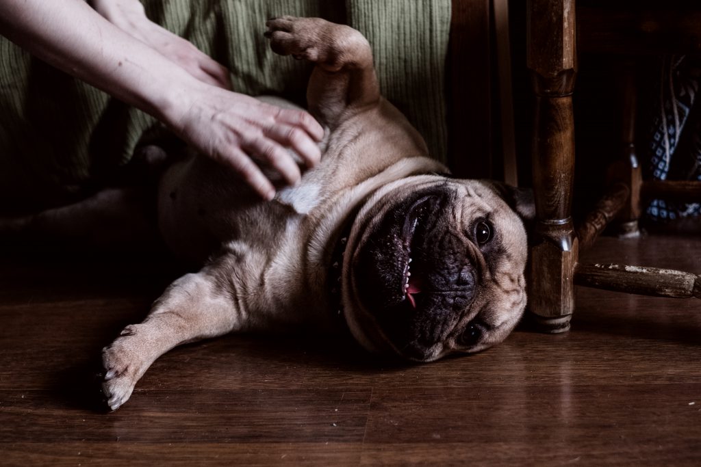 french_bulldog_getting_tummy_scratches-1