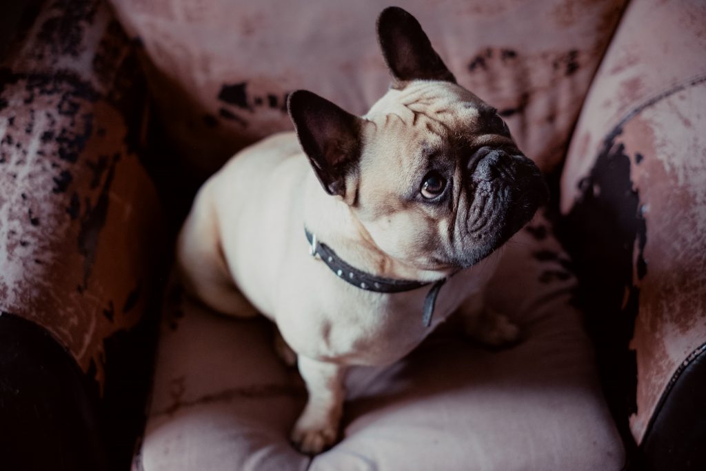 french_bulldog_on_an_armchair-1024x683.jpg