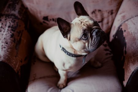 French Bulldog in an armchair - free stock photo
