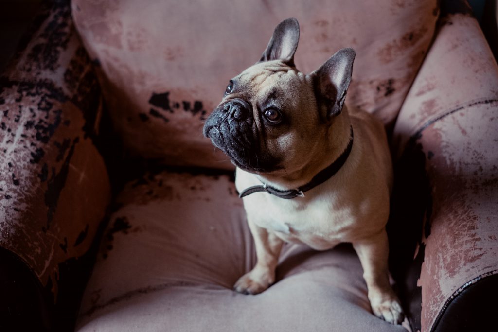 french_bulldog_on_an_armchair_2-1024x683