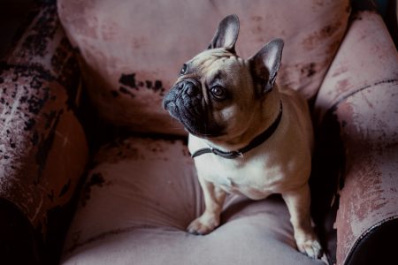 French Bulldog in an armchair 2 - free stock photo