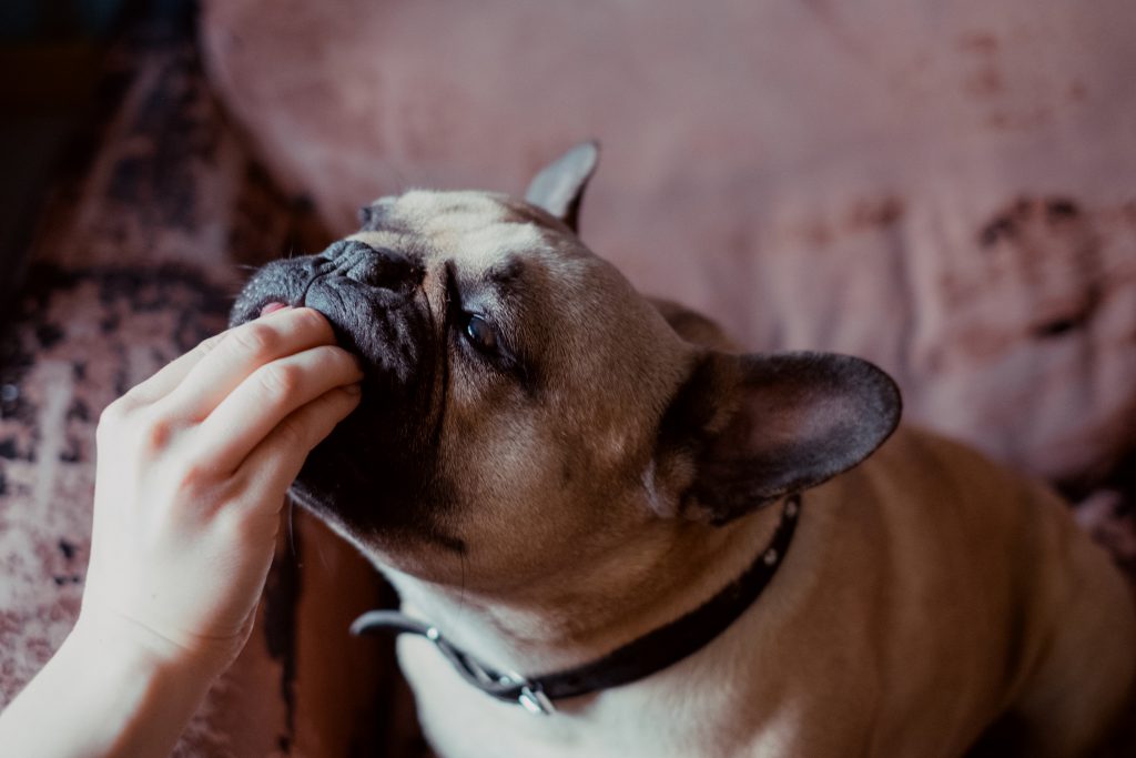 French Bulldog in an armchair getting a treat - free stock photo