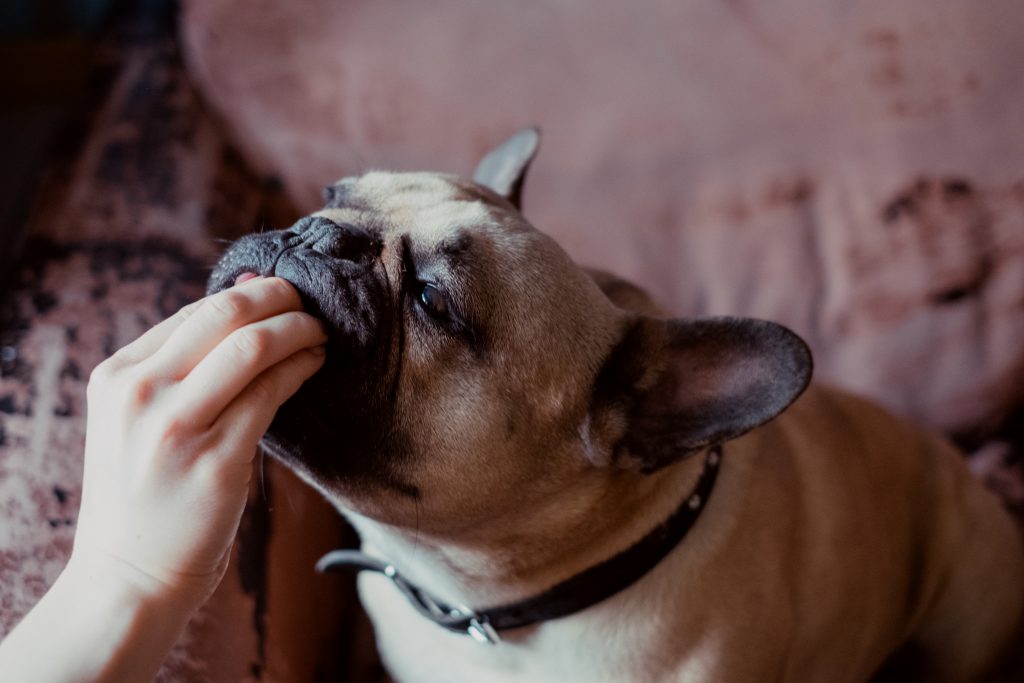 french_bulldog_on_an_armchair_getting_a_