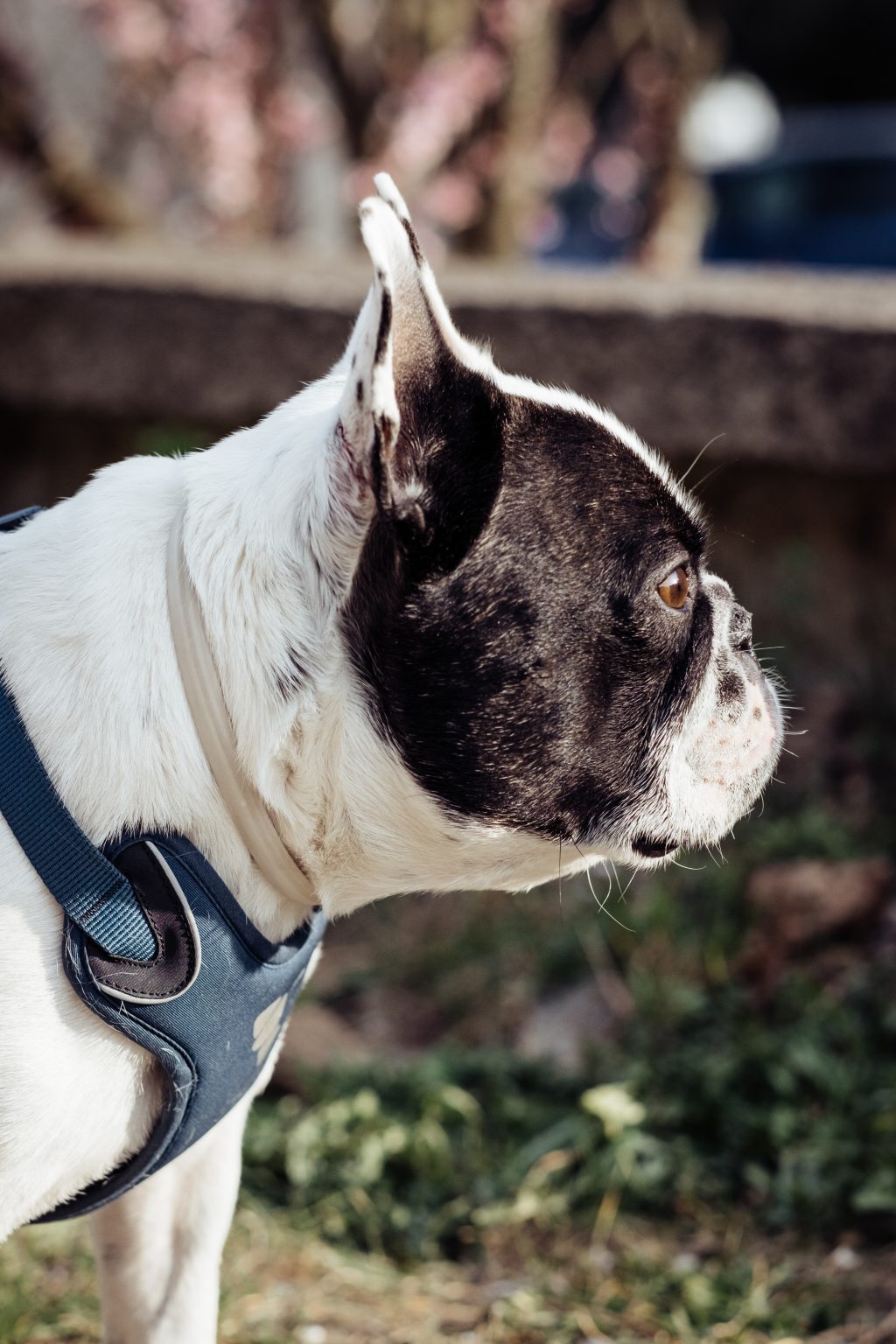 French Bulldog profile - free stock photo