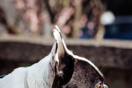 French Bulldog profile - free stock photo