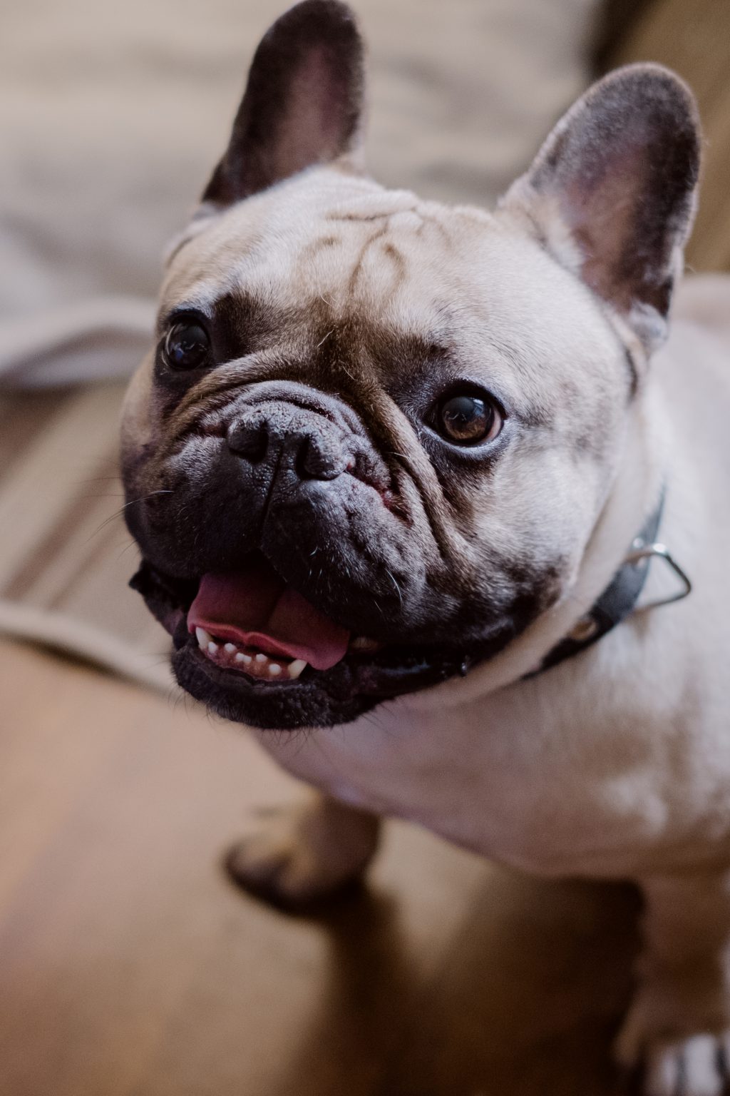 French Bulldog smiling - free stock photo