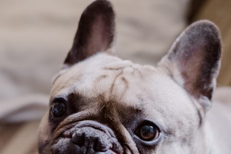 French Bulldog smiling - free stock photo