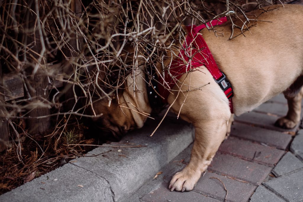 French Bulldog sniffing a fence - free stock photo