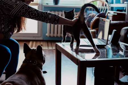 French Bulldog watching his owner pet a cat - free stock photo