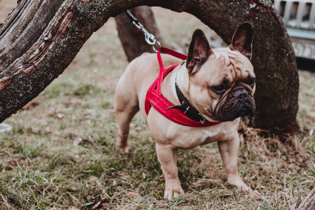 French Bulldog wearing a red harness 2 - free stock photo