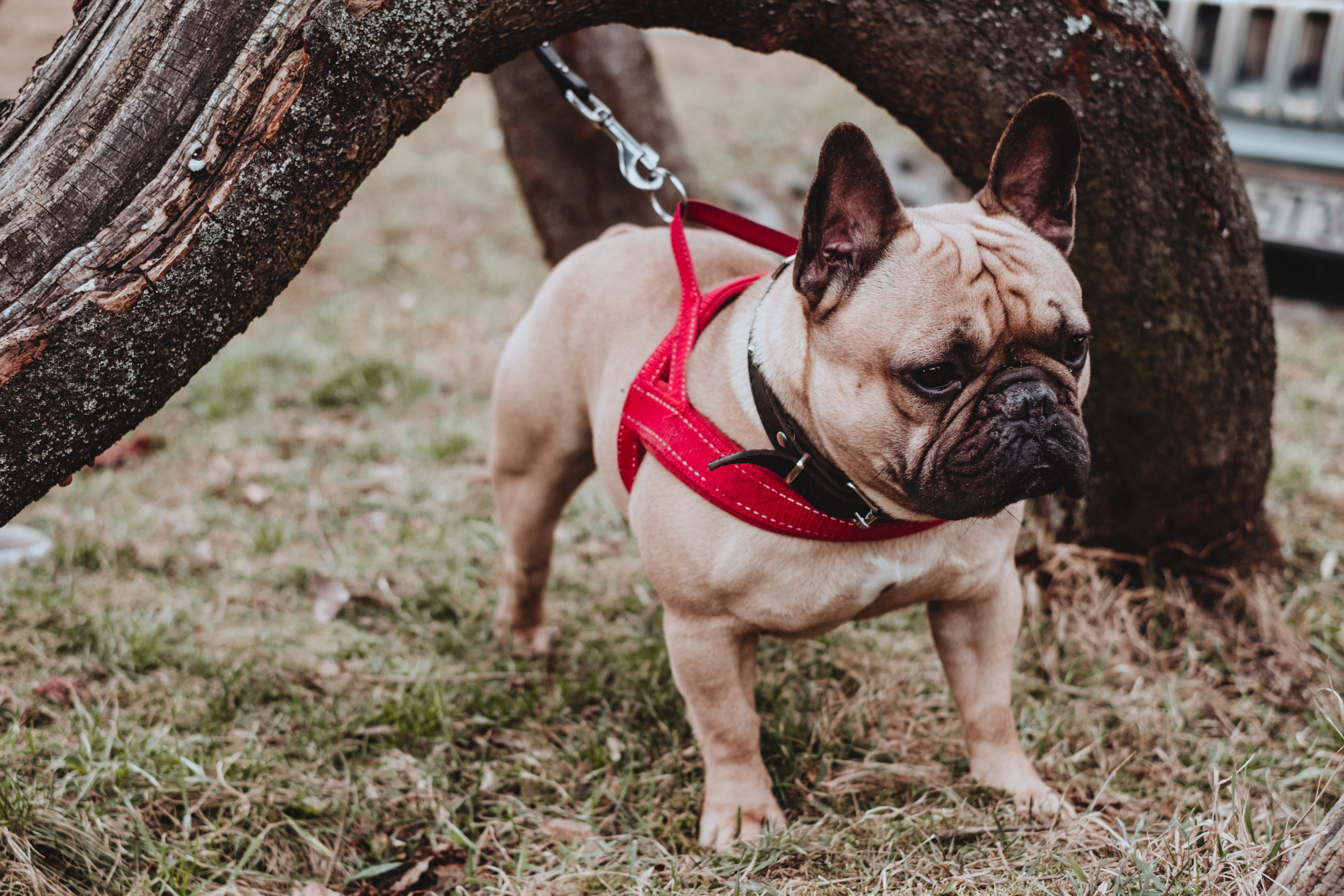 can french bulldogs wear collars