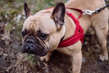 French Bulldog wearing a red harness 3 - free stock photo