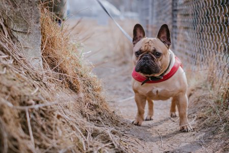French Bulldog wearing a red harness 4 - free stock photo