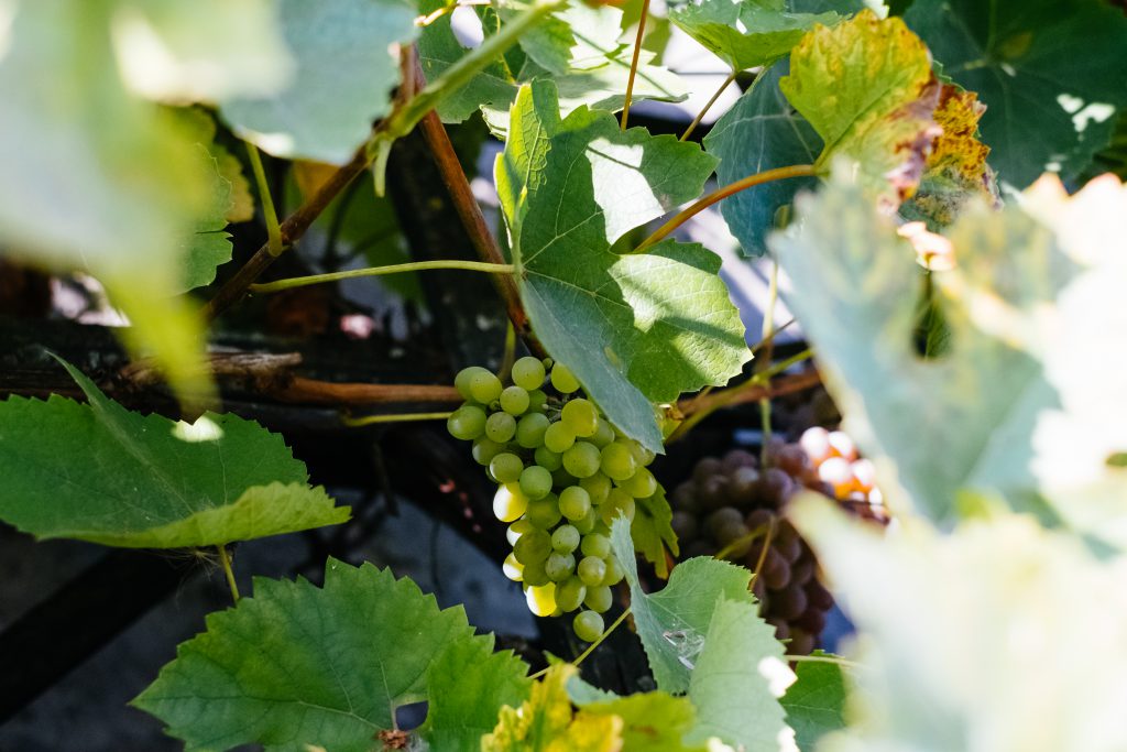 Green grapes 5 - free stock photo