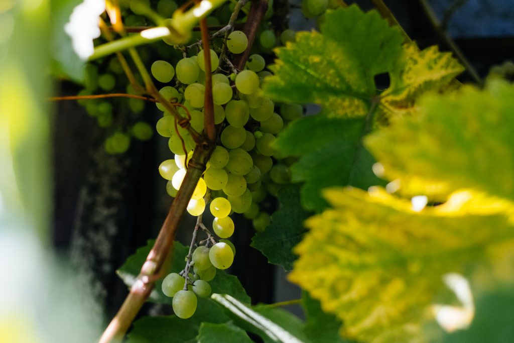 Green grapes 6 - free stock photo