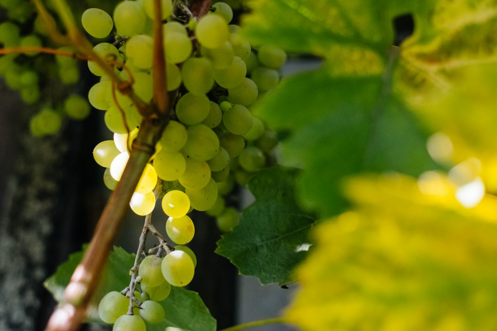 Green grapes 7 - free stock photo