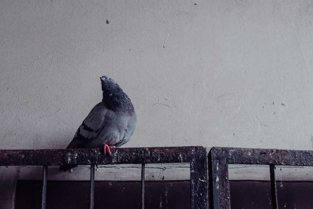 Grey pidgeon on a rusty metal railing - free stock photo