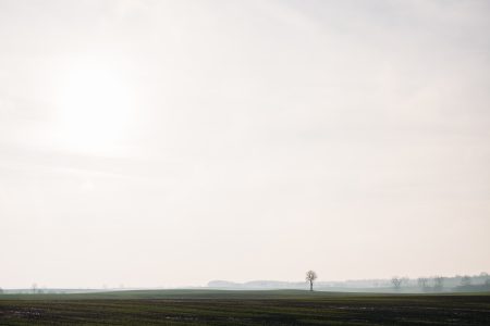 Lonely tree in the field - free stock photo