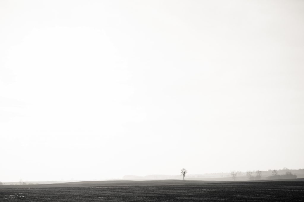 lonely_tree_in_the_field_in_black_and_wh