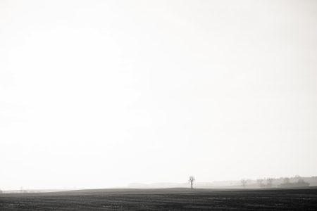 Lonely tree in the field in black and white - free stock photo