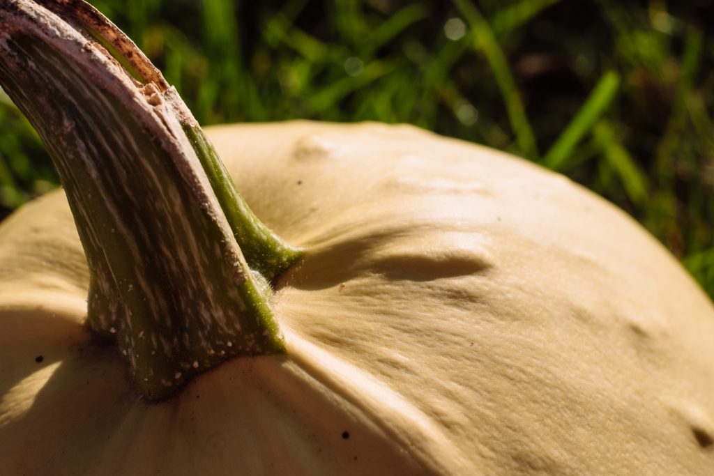 Pale yellow pumpkin closeup 4 - free stock photo