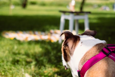 Picnic with an English Bulldog - free stock photo