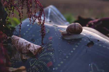 Snail on a piece of trash - free stock photo