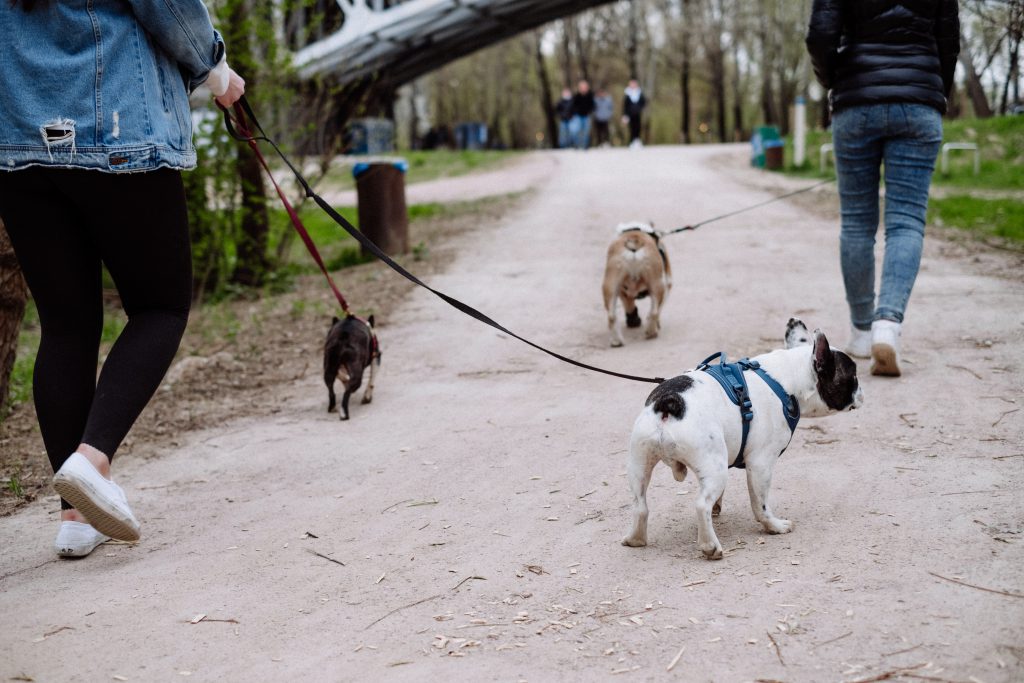 Three dogs on a walk - free stock photo