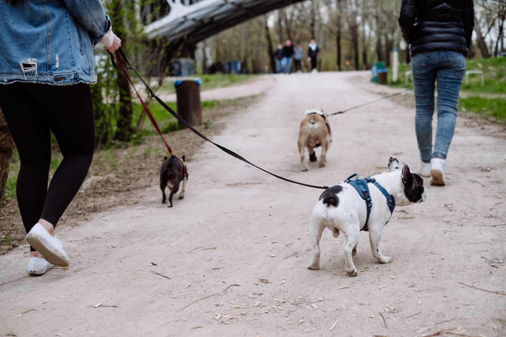 three_dogs_on_a_walk-1024x683.jpg