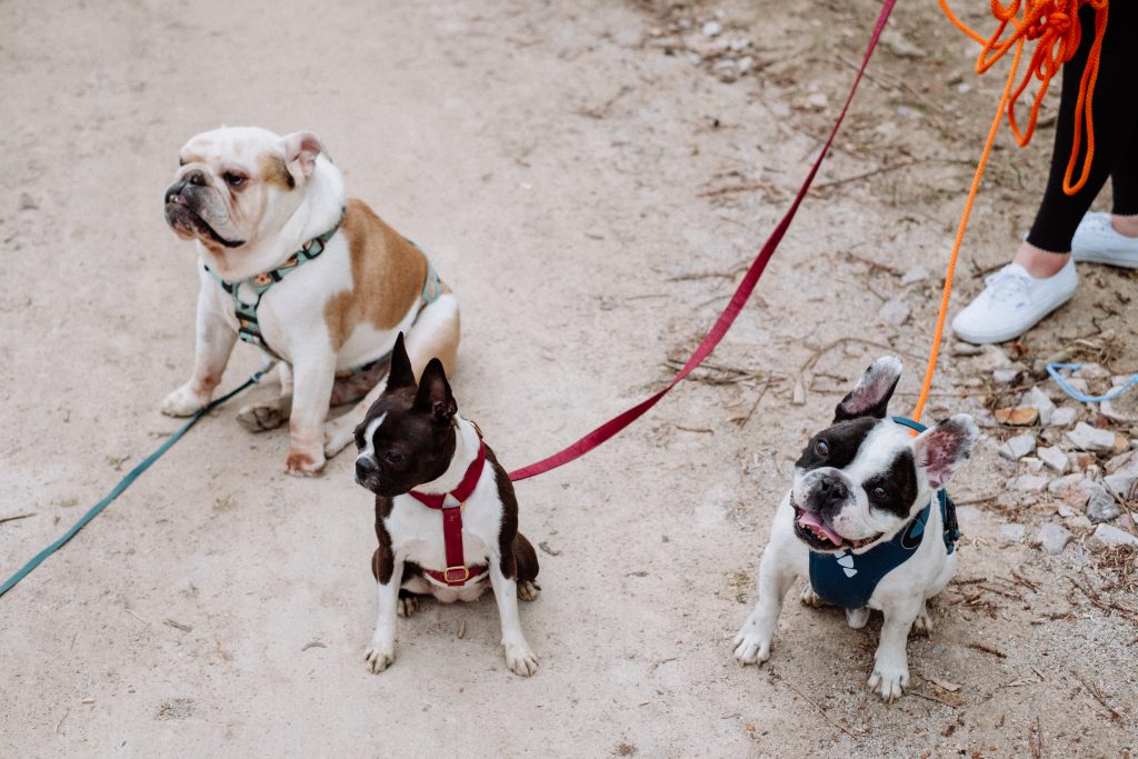 Three dogs on a walk 2 - free stock photo