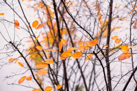 Autumn beech leaves 4 - free stock photo