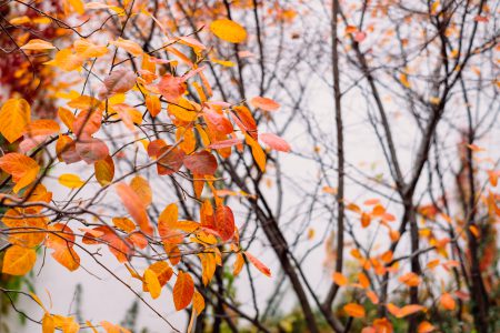 Autumn beech leaves 5 - free stock photo