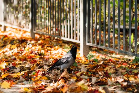 Black hooded crow in colourful autumn leaves - free stock photo