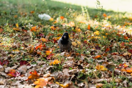 Black hooded crow in colourful autumn leaves 2 - free stock photo