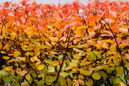 Colourful autumn hedge - free stock photo