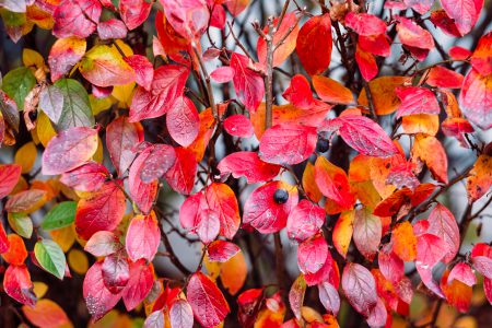 Colourful autumn hedge 2 - free stock photo